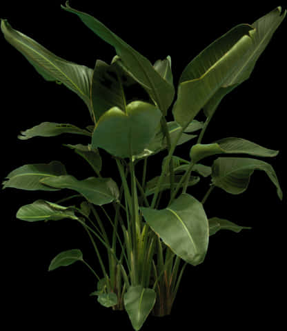 Tropical Plant Collection Black Background PNG image