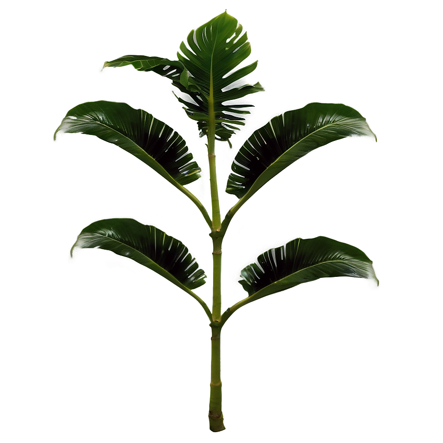 Tropical Plant Wallpaper Png Qqa PNG image