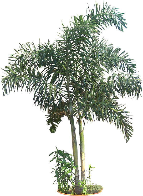 Tropical Potted Palm Tree PNG image