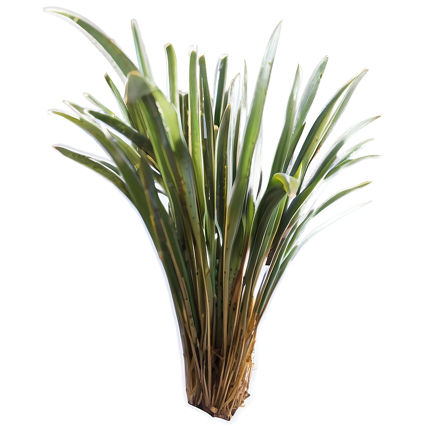 Tropical Seagrass Png Tig PNG image