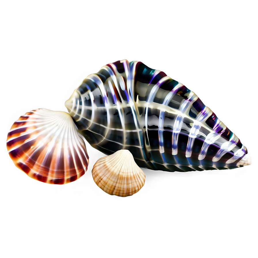 Tropical Seashells Png 06132024 PNG image