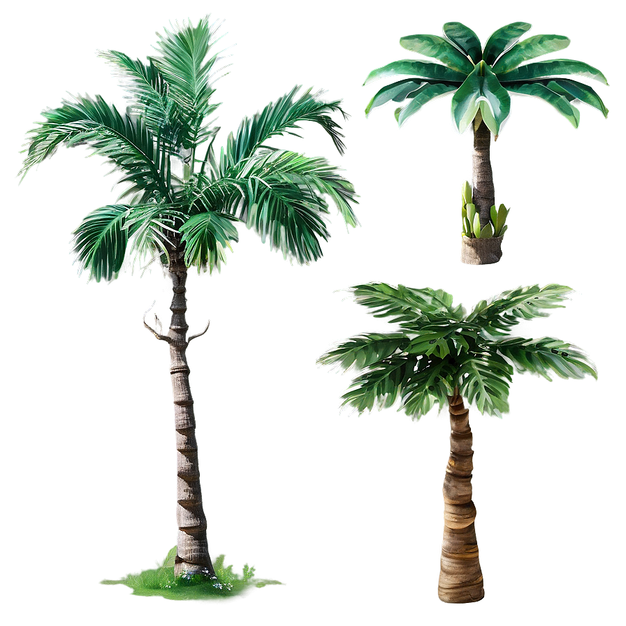 Tropical Trees Png Usv8 PNG image