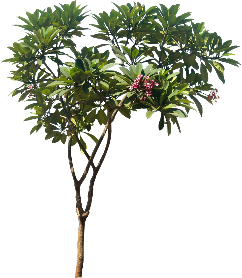 Tropical Treewith Pink Flowers PNG image