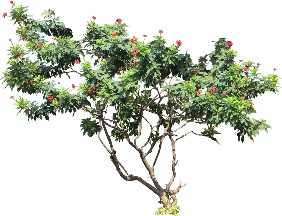 Tropical Treewith Red Flowers PNG image