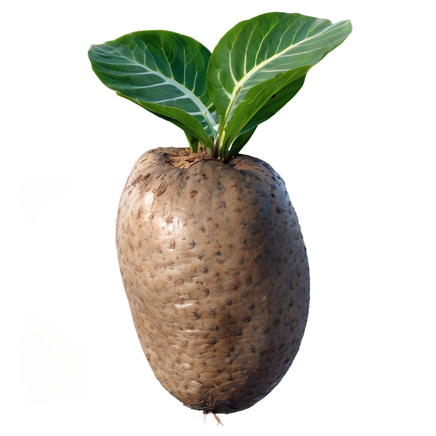 Tuber In Sustainable Living Png 31 PNG image