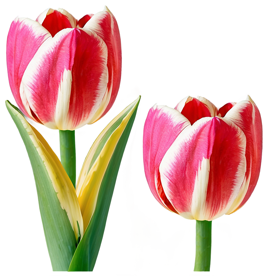 Tulip Bloom Png 05212024 PNG image