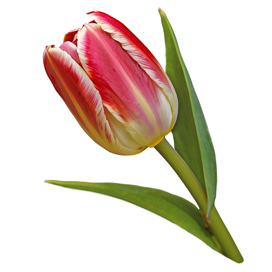 Tulip Bud Png Qkf80 PNG image