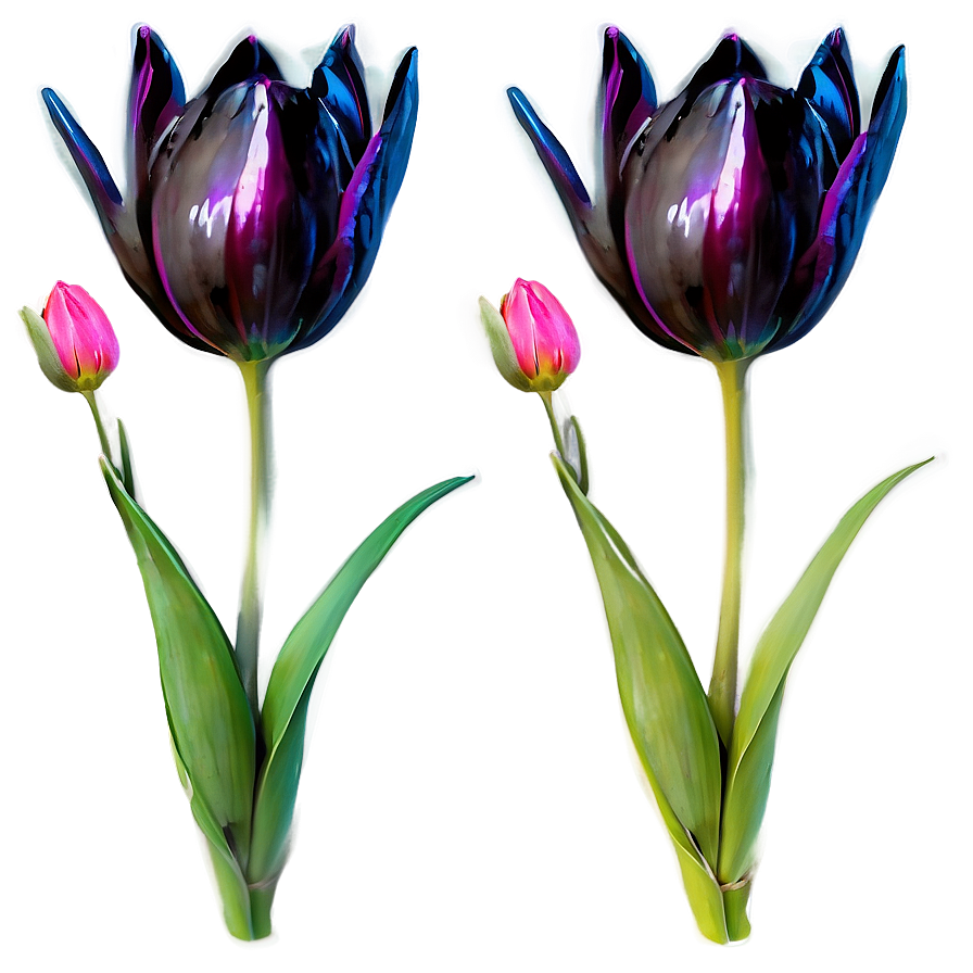 Tulip Drawing Png Gbq53 PNG image