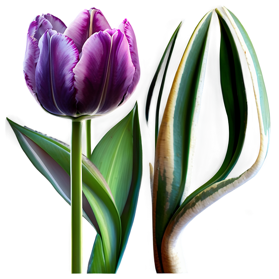 Tulip Fantasy Png 74 PNG image
