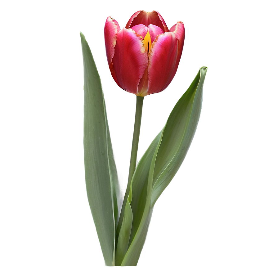 Tulip Flower Drawing Png 05252024 PNG image