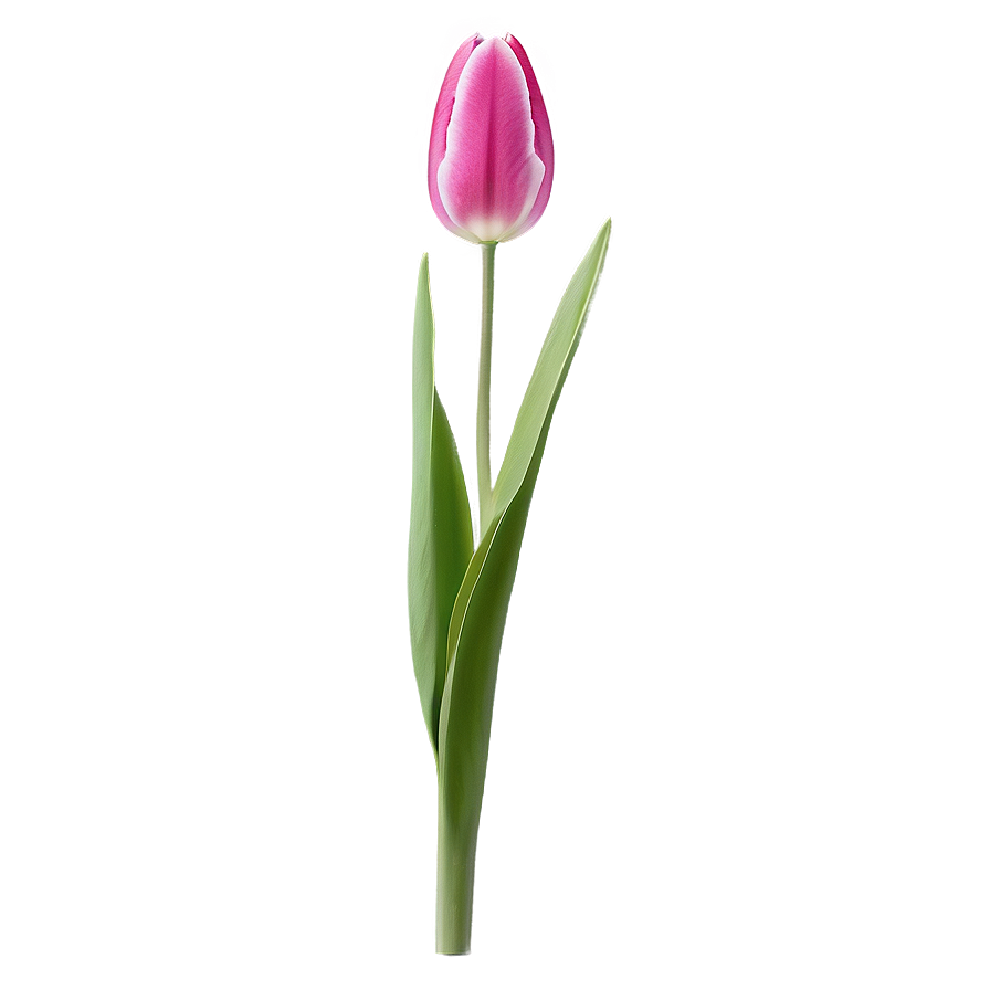 Tulip Flower Stem Png 06132024 PNG image