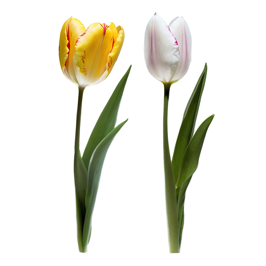 Tulip Flower Stem Png Sbb44 PNG image