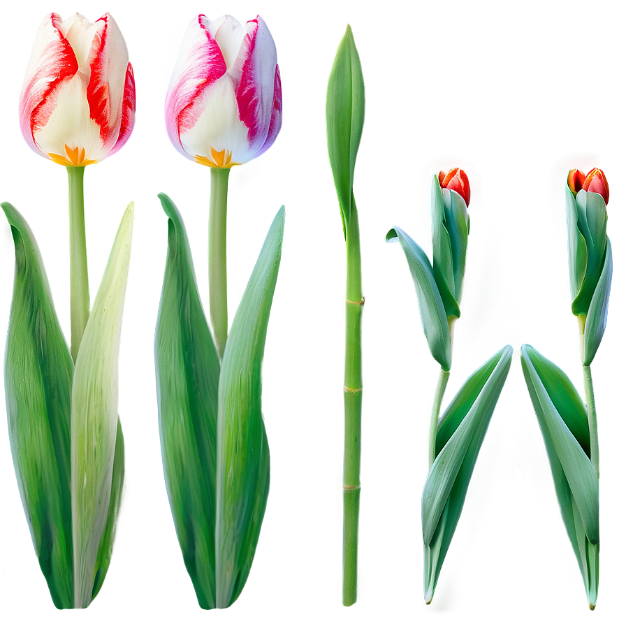 Tulip Illustration Png 95 PNG image