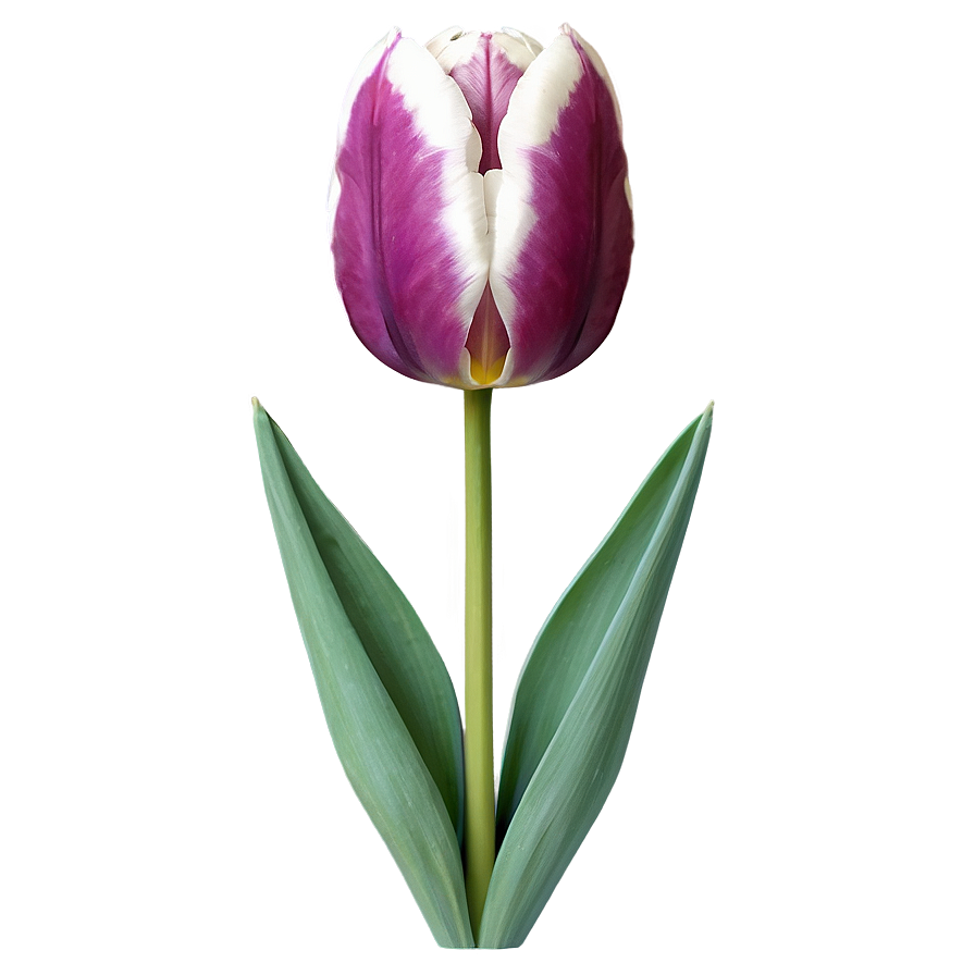 Tulip Illustration Png Qxy78 PNG image