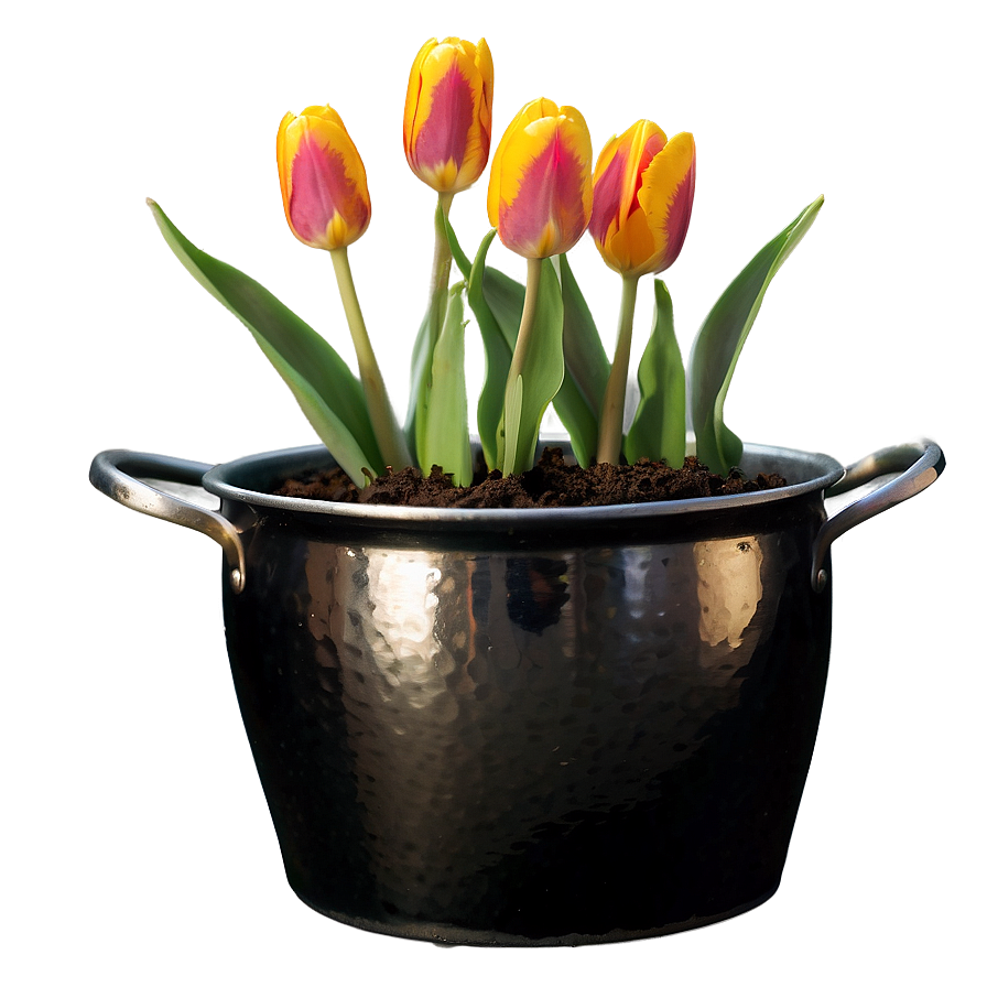 Tulip In Pot Png 05212024 PNG image