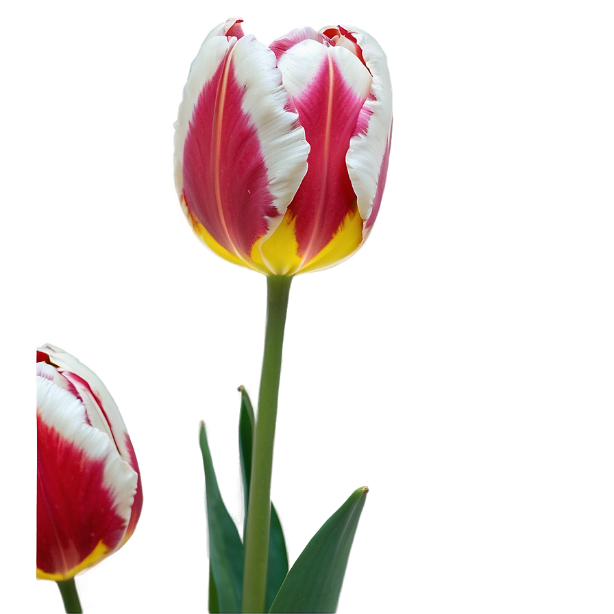 Tulip Magic Png Jnc PNG image