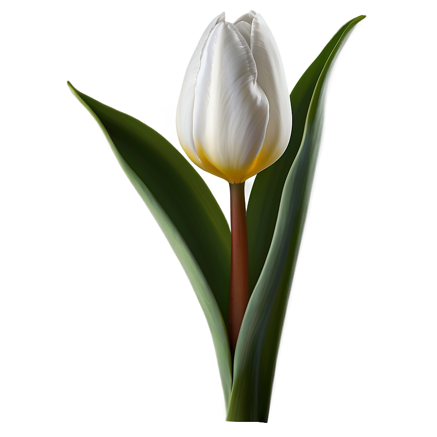 Tulip Stem Png 05212024 PNG image