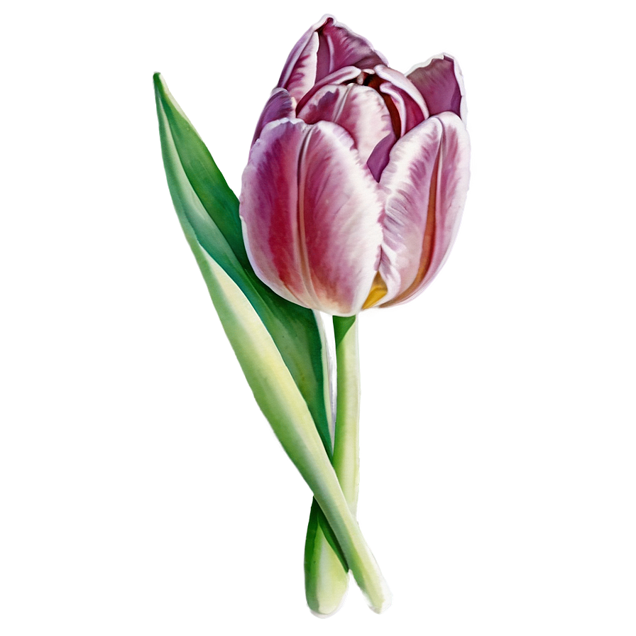 Tulip Watercolor Png Crs PNG image