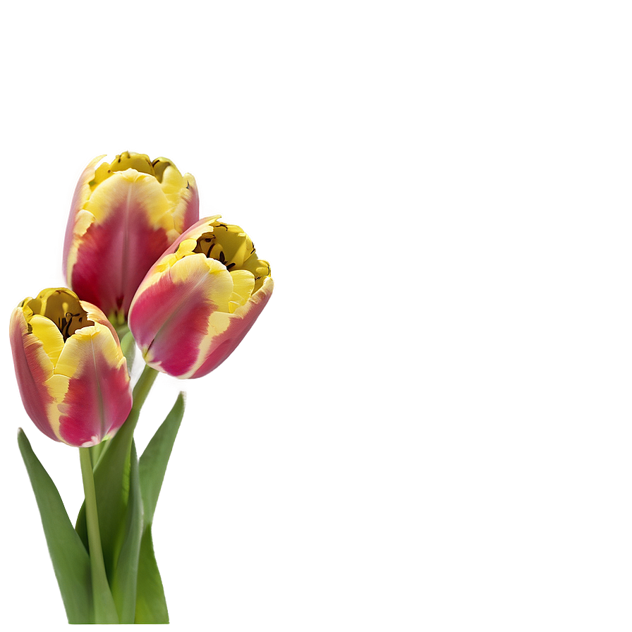Tulips Bouquet Gift Png 05242024 PNG image
