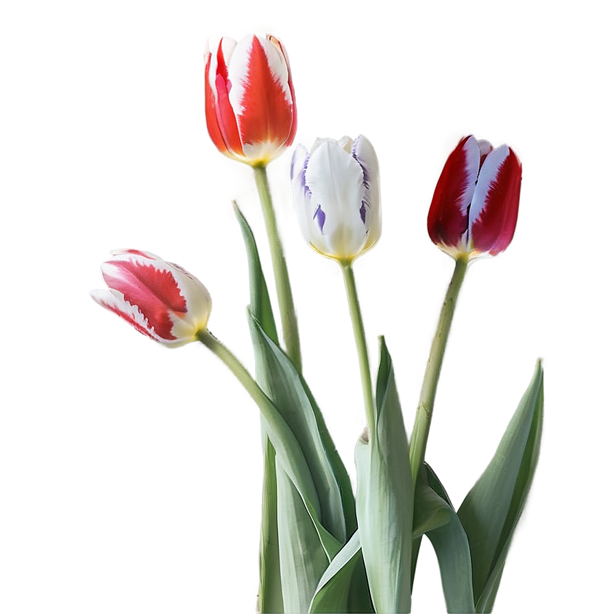 Tulips In Moonlight Png Ifo PNG image