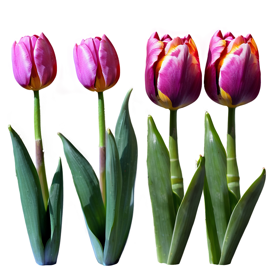 Tulips In Moonlight Png Knv PNG image