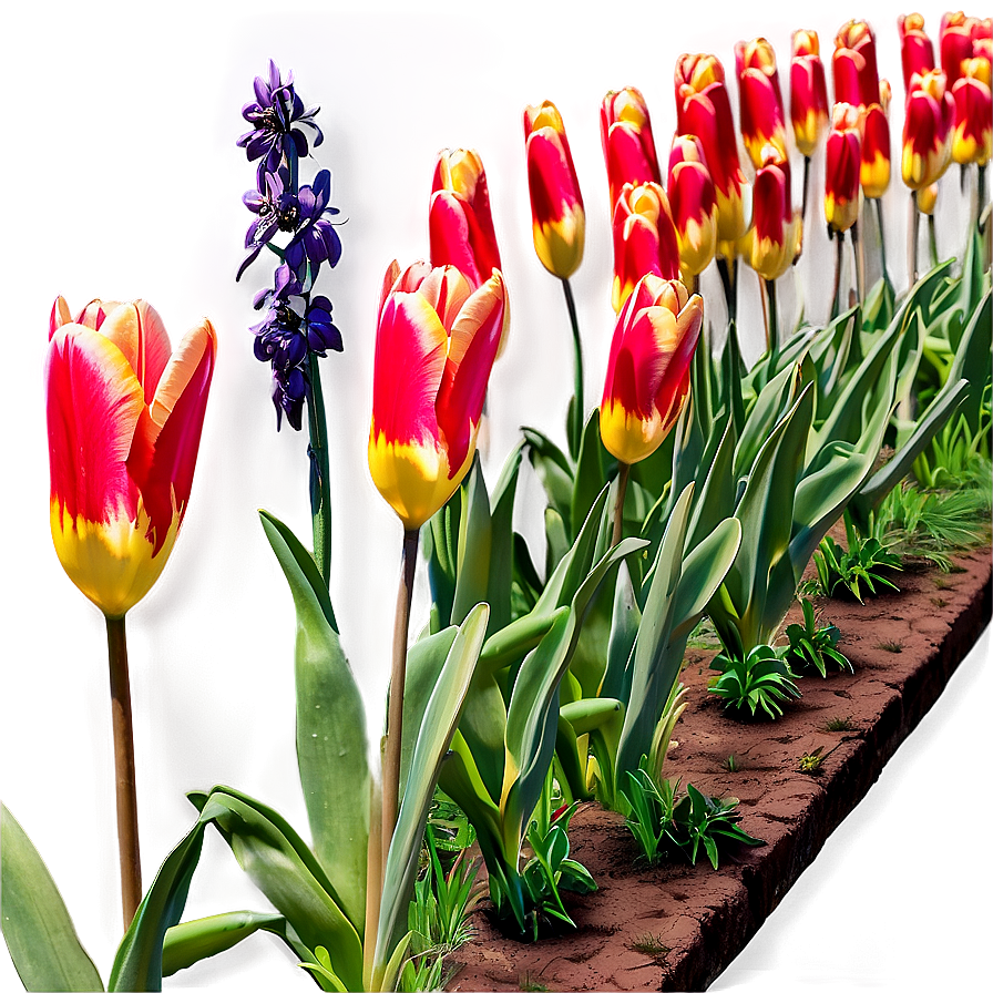 Tulips Pathway Png 62 PNG image