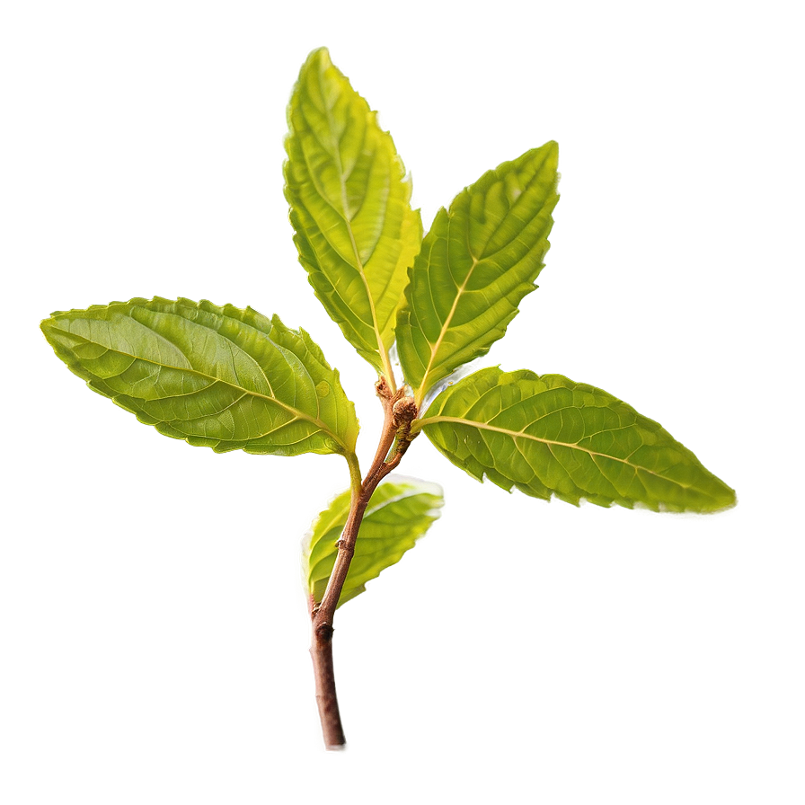 Tulsi Tea Leaf Png Lhd PNG image