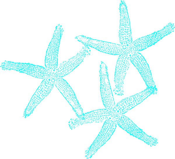 Turquoise Starfish Clipart PNG image