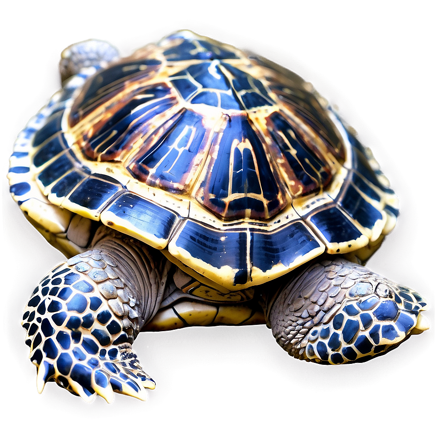 Turtle With Detailed Shell Pattern Png 06242024 PNG image