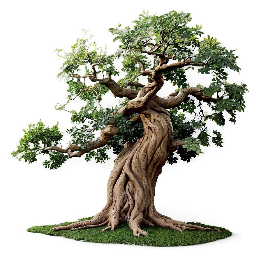 Twisted Oak Tree Png 52 PNG image