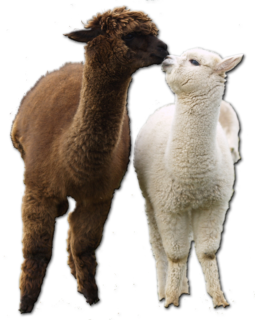 Two Alpacas Affectionate Moment.png PNG image