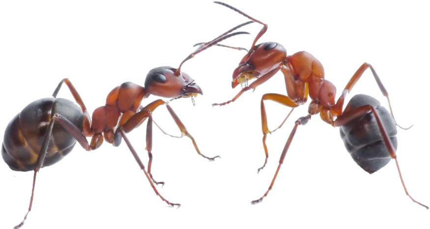 Two Ants Facing Each Other PNG image