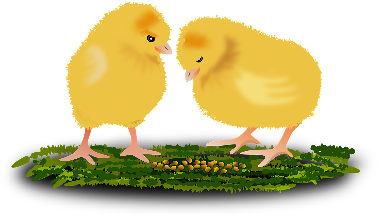 Two Chicks Feeding PNG image