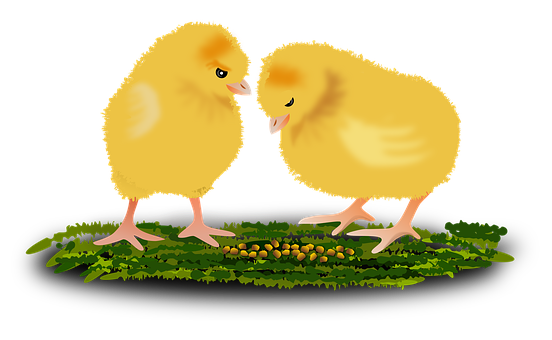 Two Chicks Standing On Grass PNG image