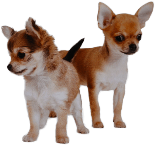 Two Chihuahuas Standing PNG image