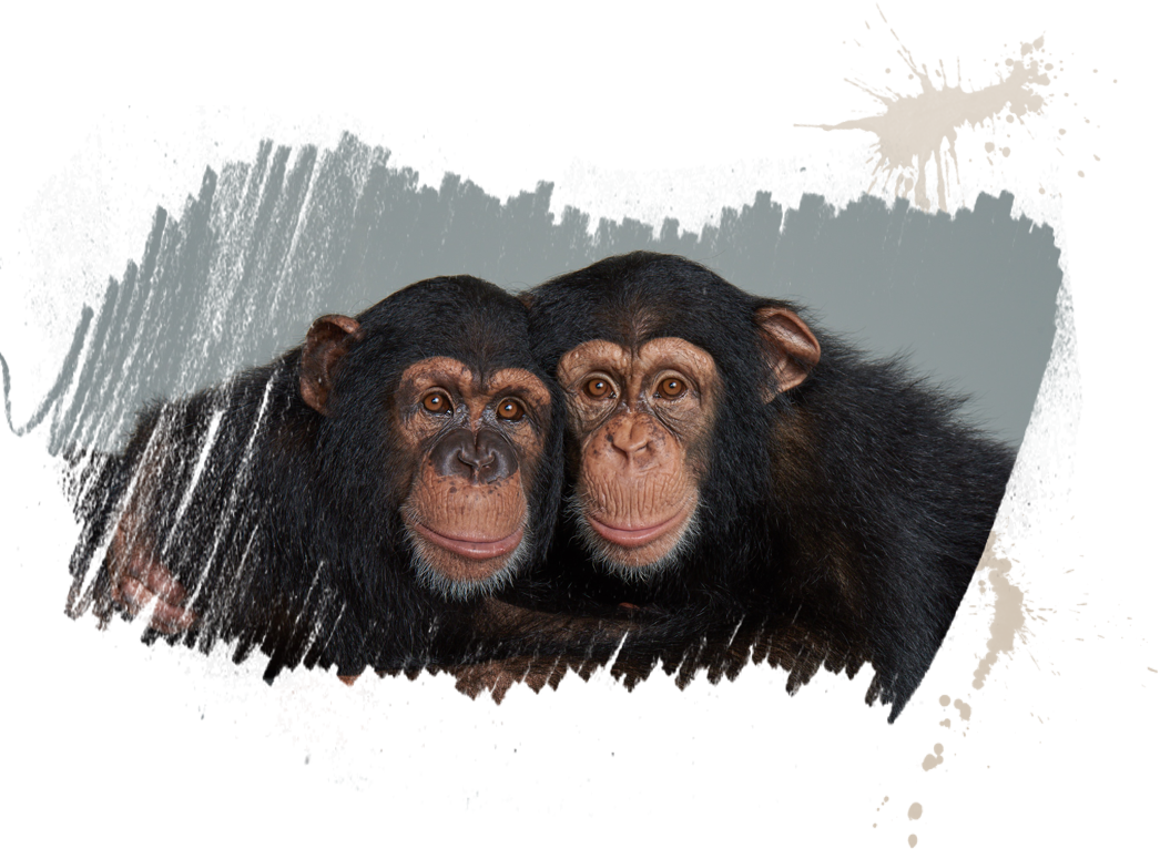 Two Chimpanzees Side By Side PNG image