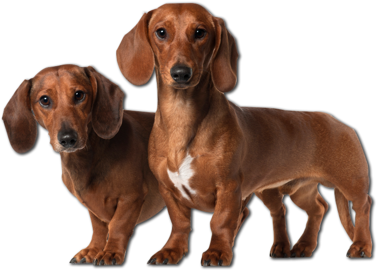 Two Dachshunds Standing Together PNG image
