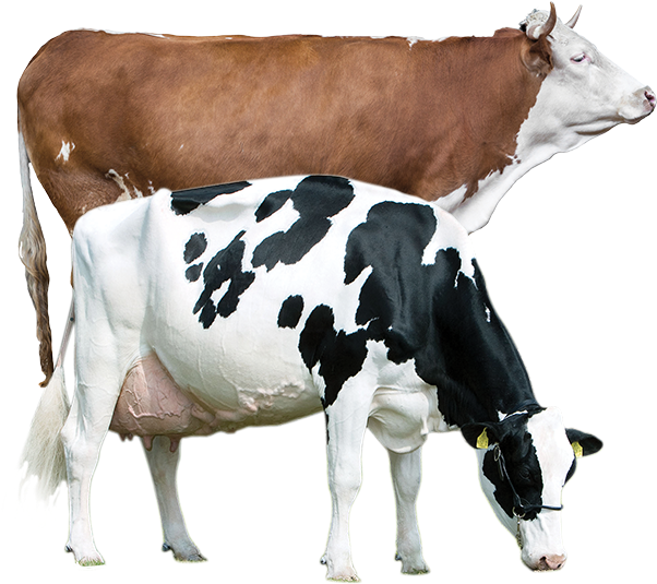 Two Dairy Cows Different Breeds PNG image