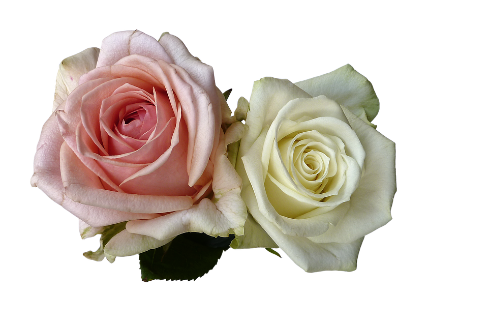 Two_ Elegant_ Roses_ Transparent_ Background.png PNG image