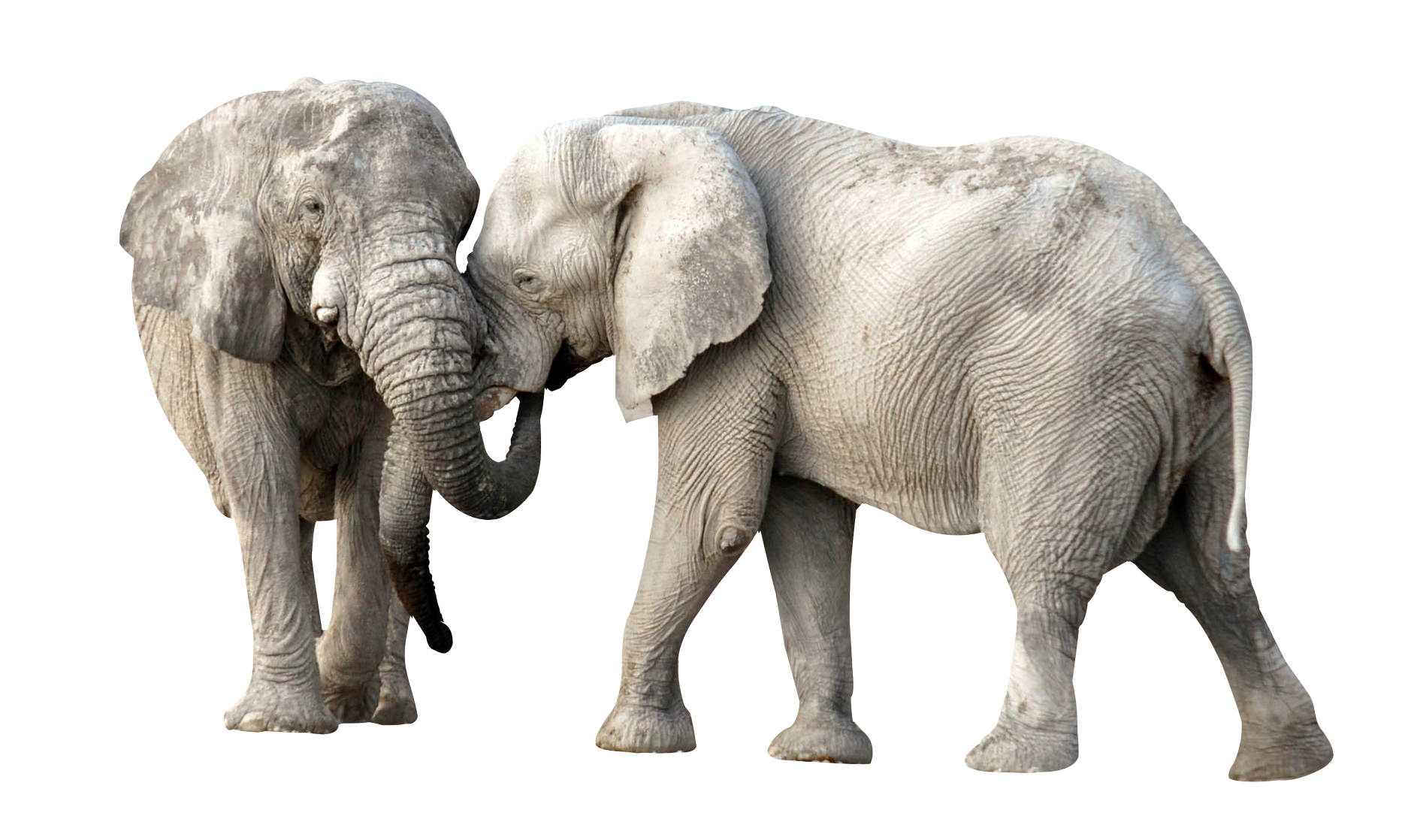 Two Elephants Interacting PNG image