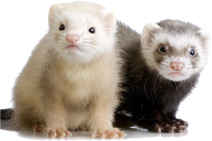 Two Ferrets Sideby Side PNG image