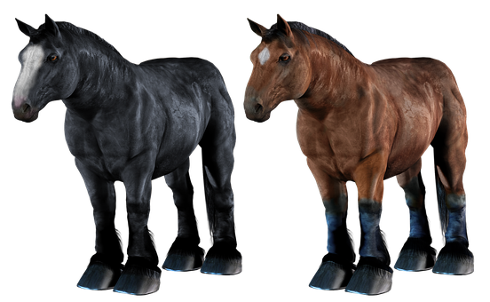 Two Horses Blackand Brown PNG image