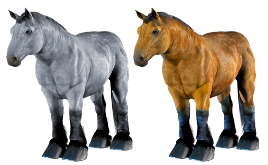 Two Horses Standing Side By Side PNG image
