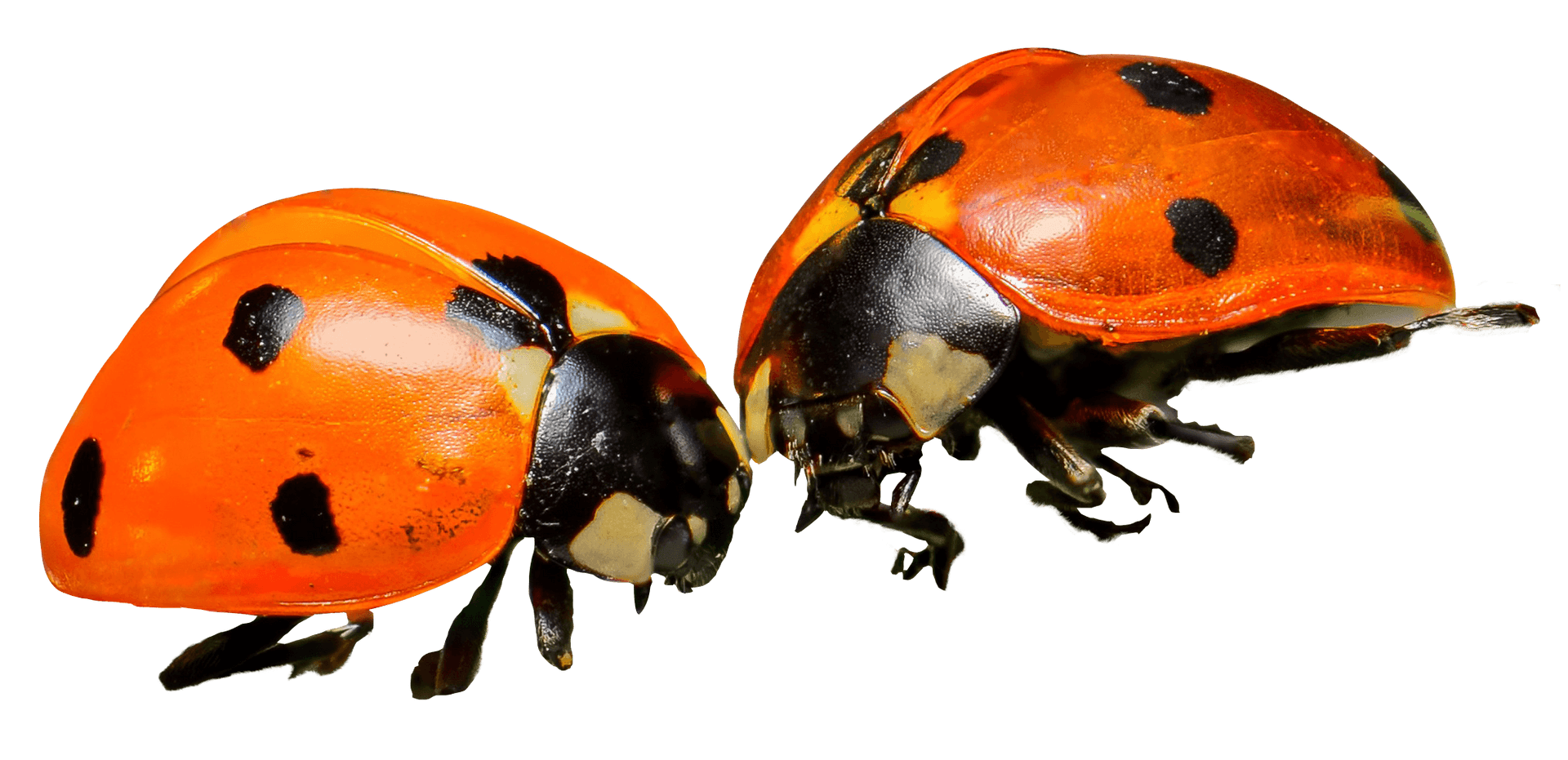 Two Ladybugs Side By Side PNG image