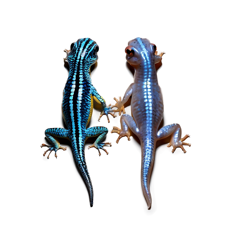 Two Newts Png Eax PNG image