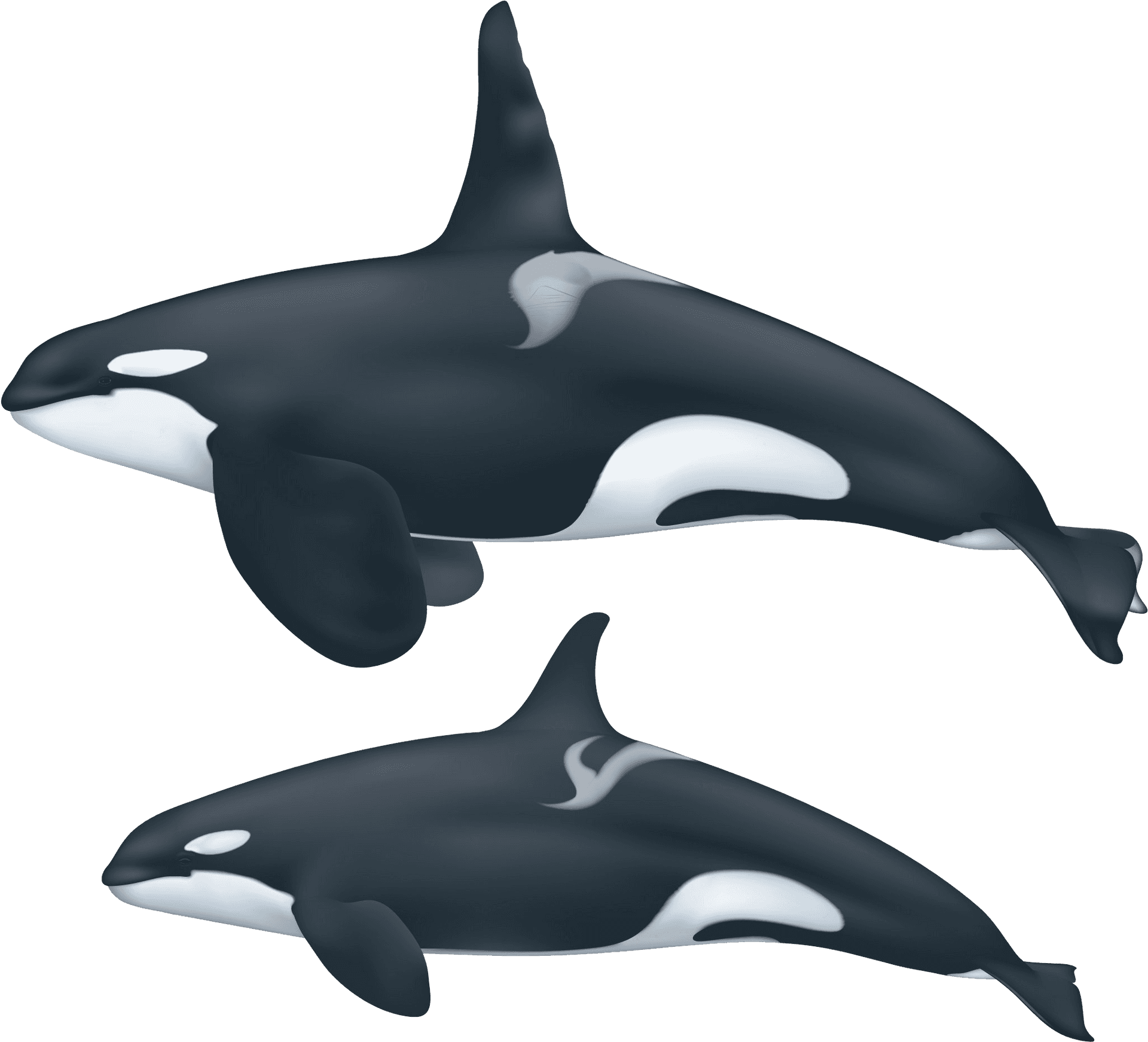 Two Orcas Swimming Illustration PNG image