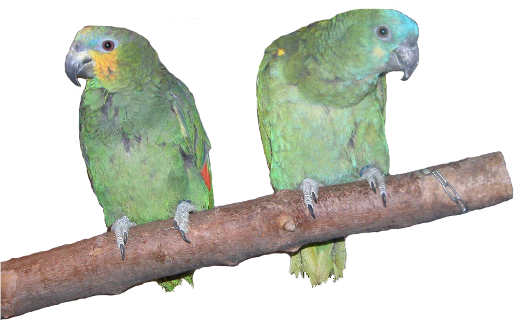 Two Parrotson Branch PNG image
