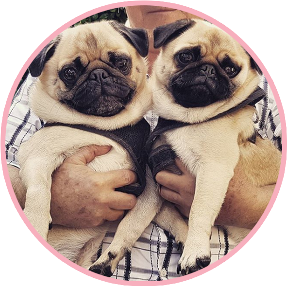 Two Pugs Cuddling With Human PNG image