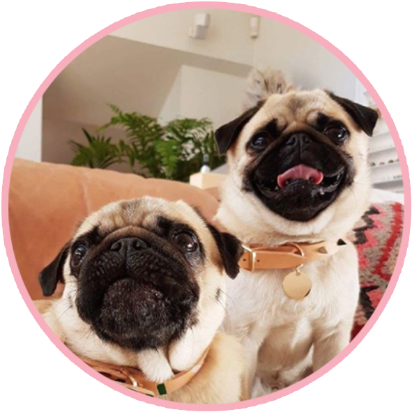 Two Pugs Cute Portrait PNG image