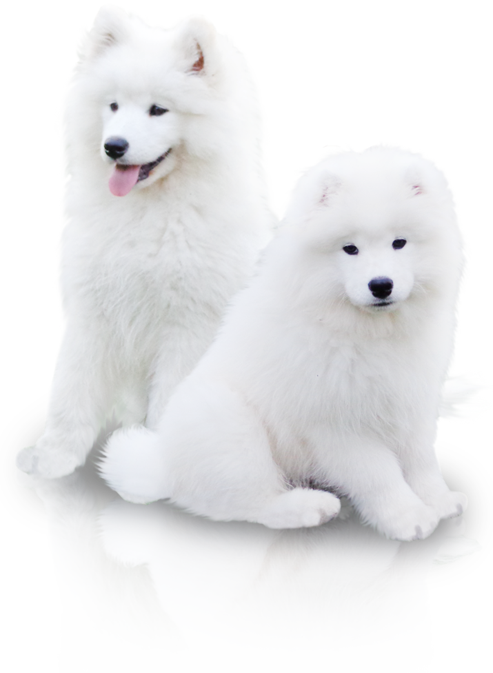 Two Samoyeds Posing PNG image